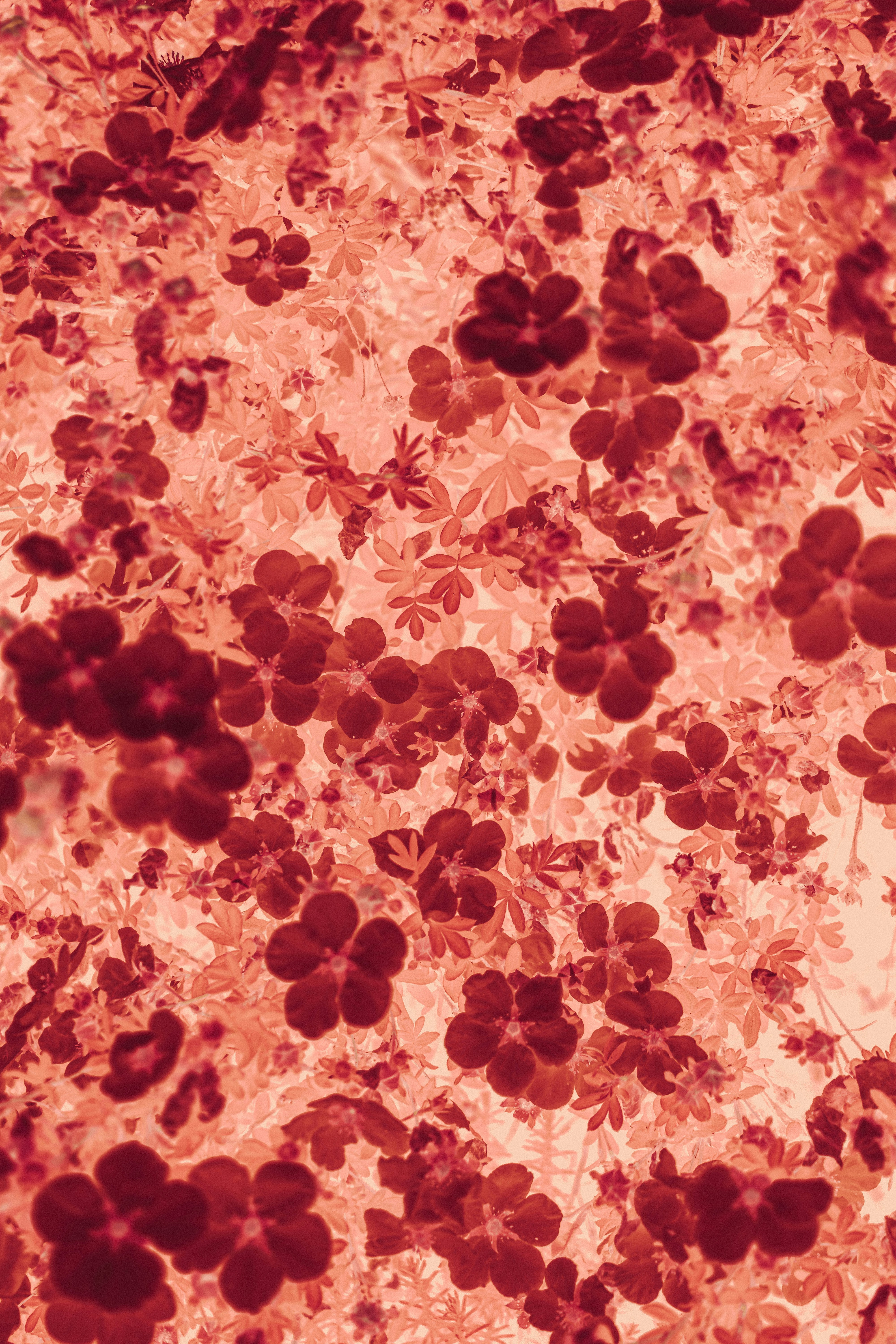 Clusters of dark red and pink flowers and leaves overlap against a light background, creating an intricate, abstract floral pattern with a soft, dreamy atmosphere.